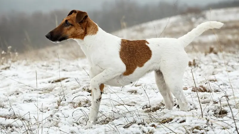 Nguồn gốc của chó Smooth Fox Terrier