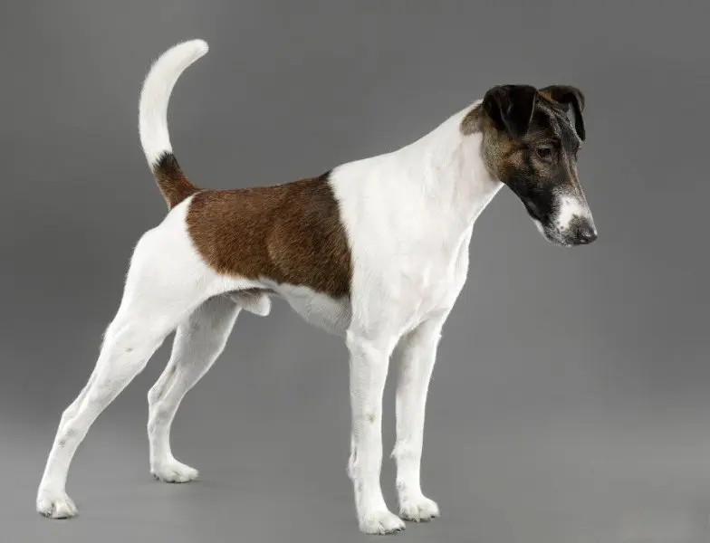 Đặc điểm của chó Smooth Fox Terrier 1