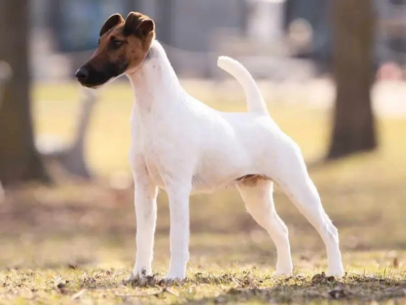 Đặc điểm của chó Smooth Fox Terrier 2