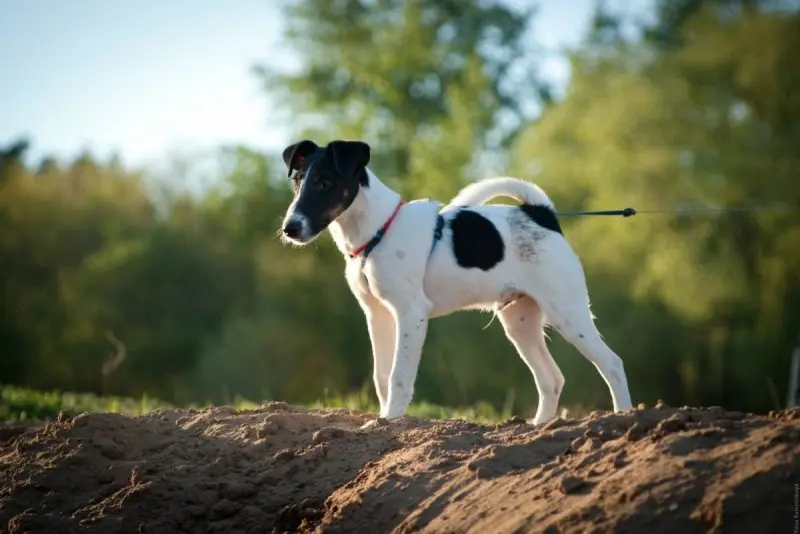 Cách chăm sóc chó Smooth Fox Terrier 1