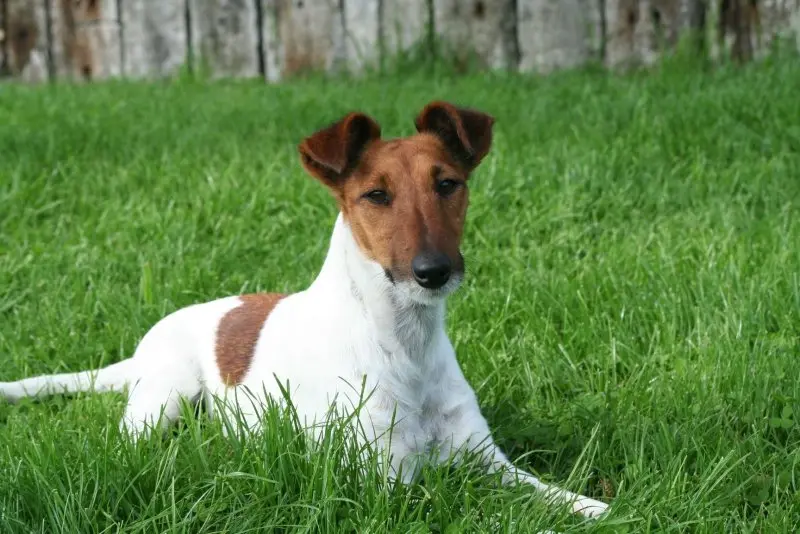 Cách chăm sóc chó Smooth Fox Terrier 2