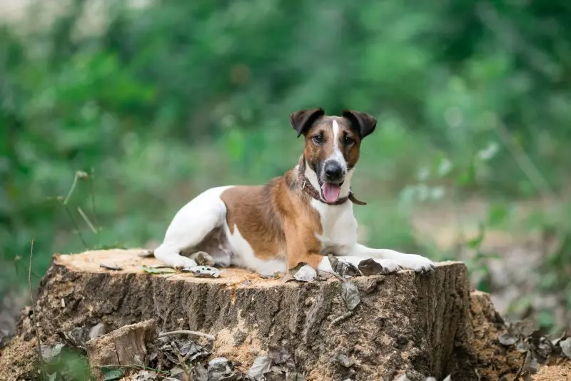 Cách chăm sóc chó Smooth Fox Terrier 3