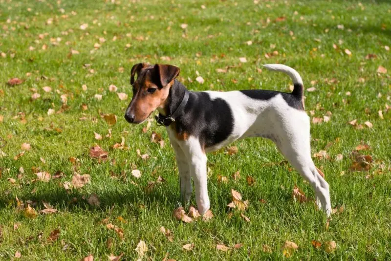 Tuổi thọ và sức khỏe của chó Smooth Fox Terrier 