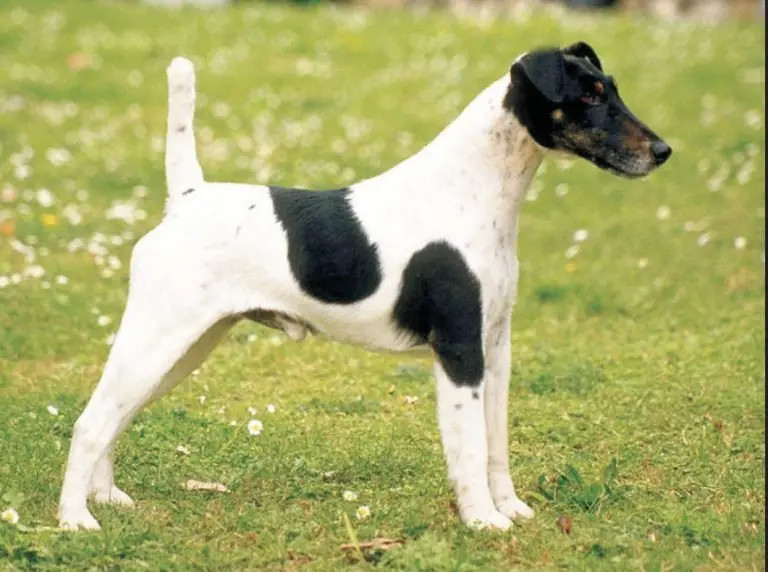 Giá bán chó Smooth Fox Terrier