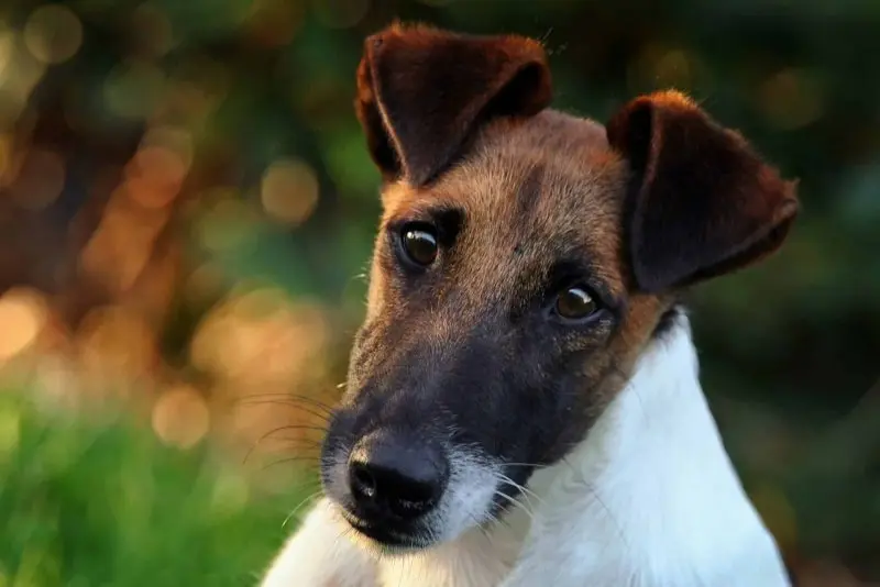 Hình ảnh chó Smooth Fox Terrier dễ thương 1