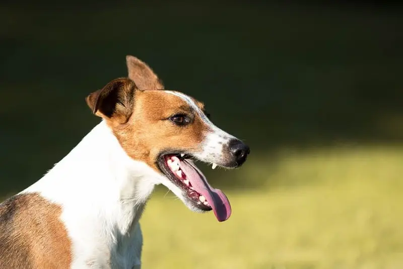 Hình ảnh chó Smooth Fox Terrier dễ thương 2