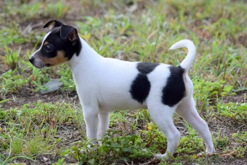 Hình ảnh chó Smooth Fox Terrier dễ thương 3