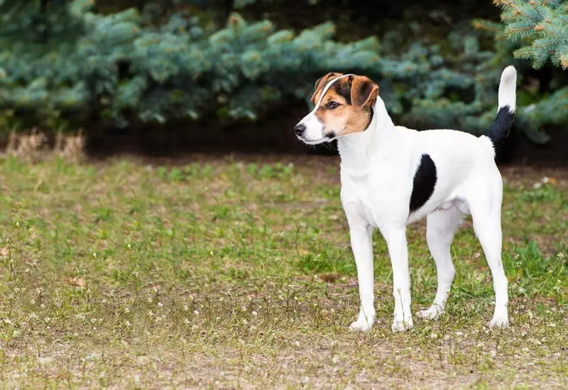 Hình ảnh chó Smooth Fox Terrier dễ thương 4