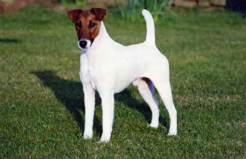 Hình ảnh chó Smooth Fox Terrier dễ thương 5