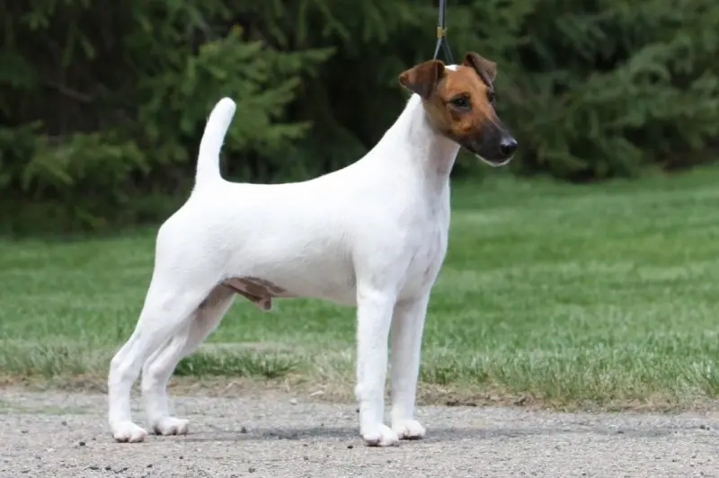 Hình ảnh chó Smooth Fox Terrier dễ thương 6