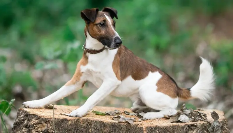 Hình ảnh chó Smooth Fox Terrier dễ thương 7