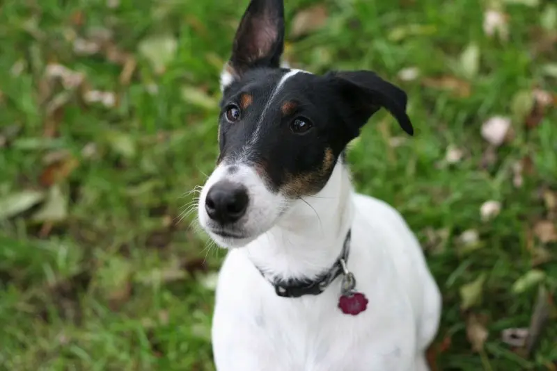 Hình ảnh chó Smooth Fox Terrier dễ thương 8