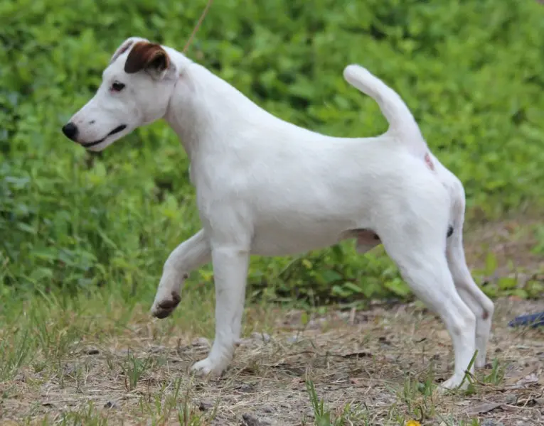 Hình ảnh chó Smooth Fox Terrier dễ thương 9