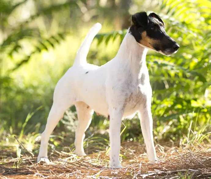 Hình ảnh chó Smooth Fox Terrier dễ thương 10