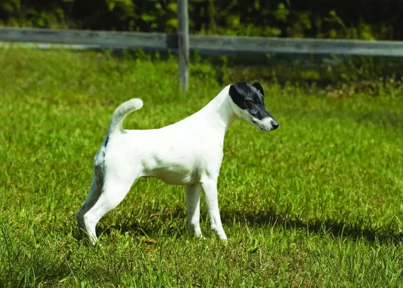 Hình ảnh chó Smooth Fox Terrier dễ thương 11