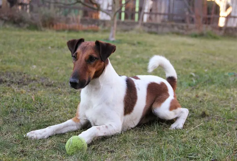 Hình ảnh chó Smooth Fox Terrier dễ thương 12