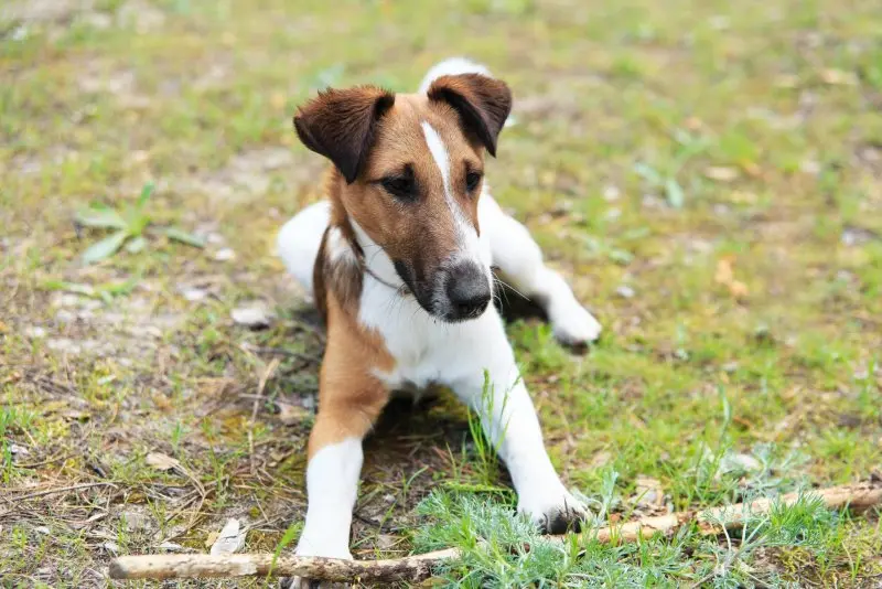 Hình ảnh chó Smooth Fox Terrier dễ thương 13