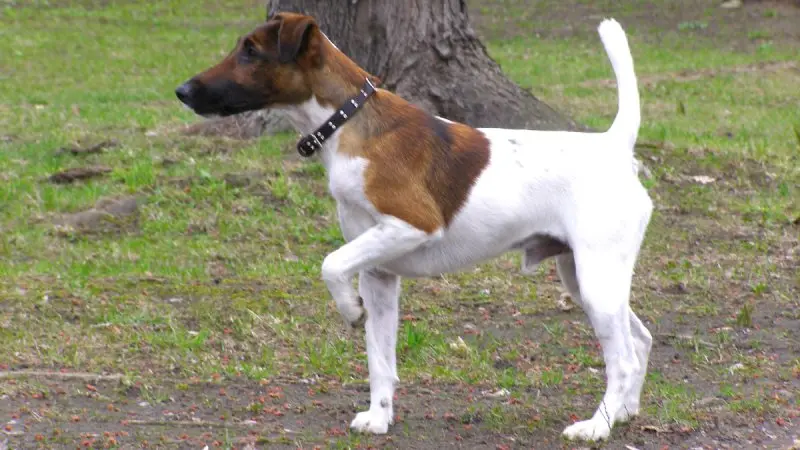 Hình ảnh chó Smooth Fox Terrier dễ thương 14