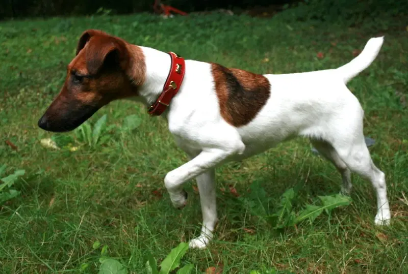 Hình ảnh chó Smooth Fox Terrier dễ thương 15