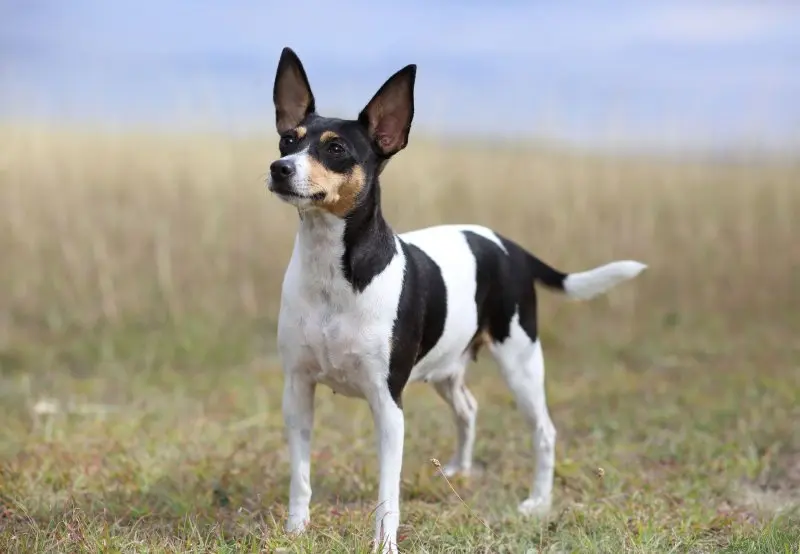 Hình ảnh chó Smooth Fox Terrier dễ thương 17