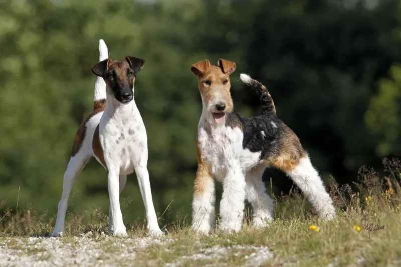 Hình ảnh chó Smooth Fox Terrier dễ thương 18