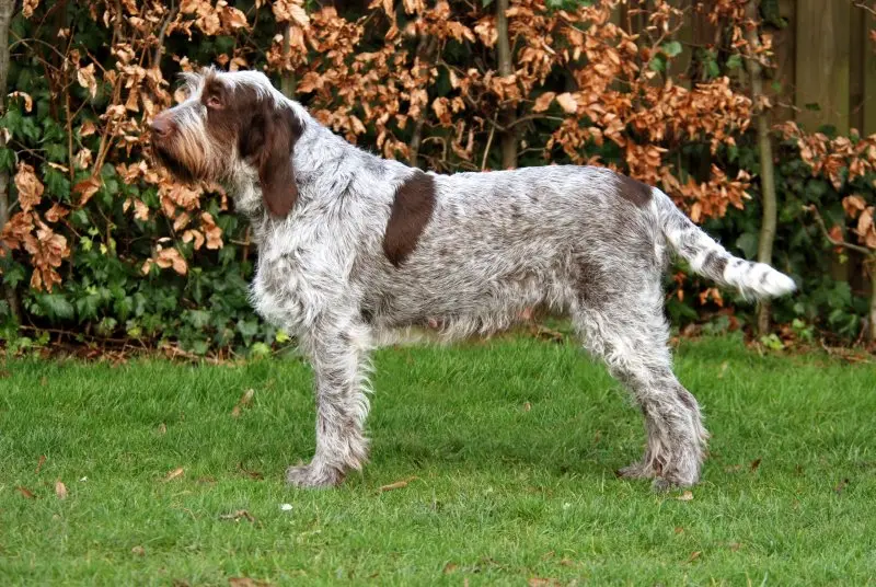 Đặc điểm của chó Spinone Italiano 2