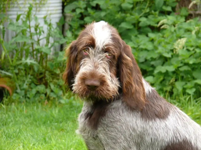 Tuổi thọ và sức khỏe của chó Spinone Italiano