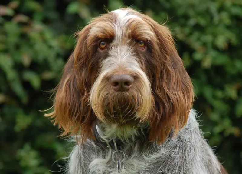 Hình ảnh chó Spinone Italiano ấn tượng 1