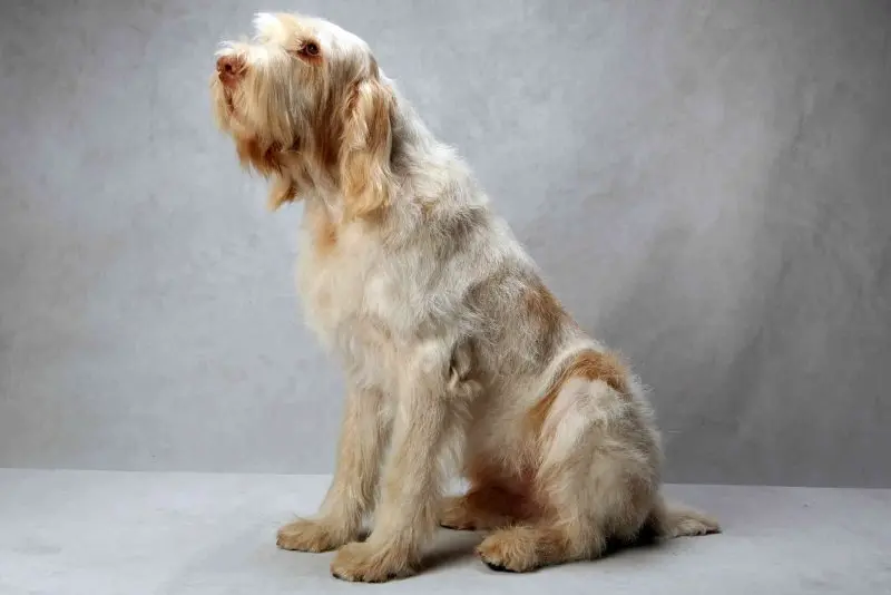 Hình ảnh chó Spinone Italiano ấn tượng 2