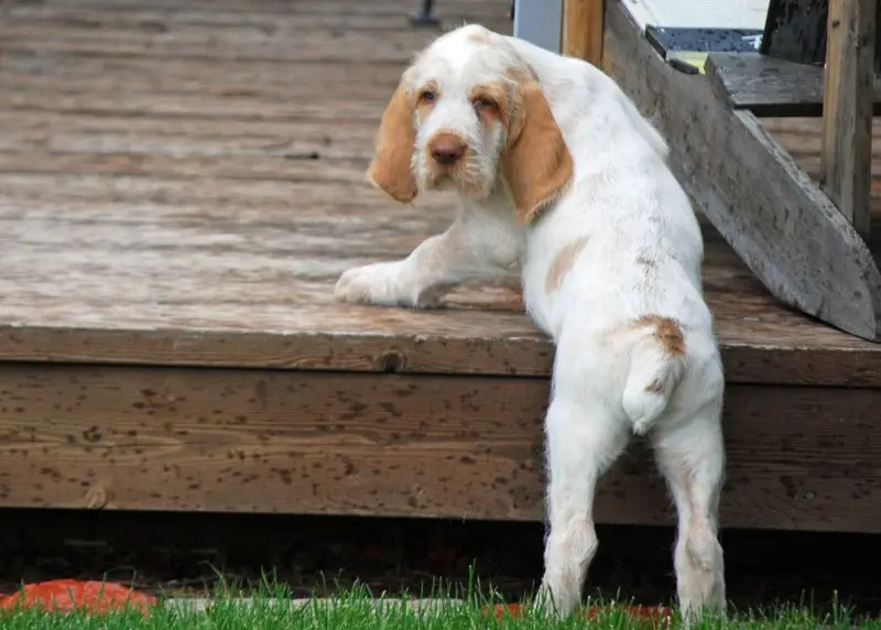 Hình ảnh chó Spinone Italiano ấn tượng 4