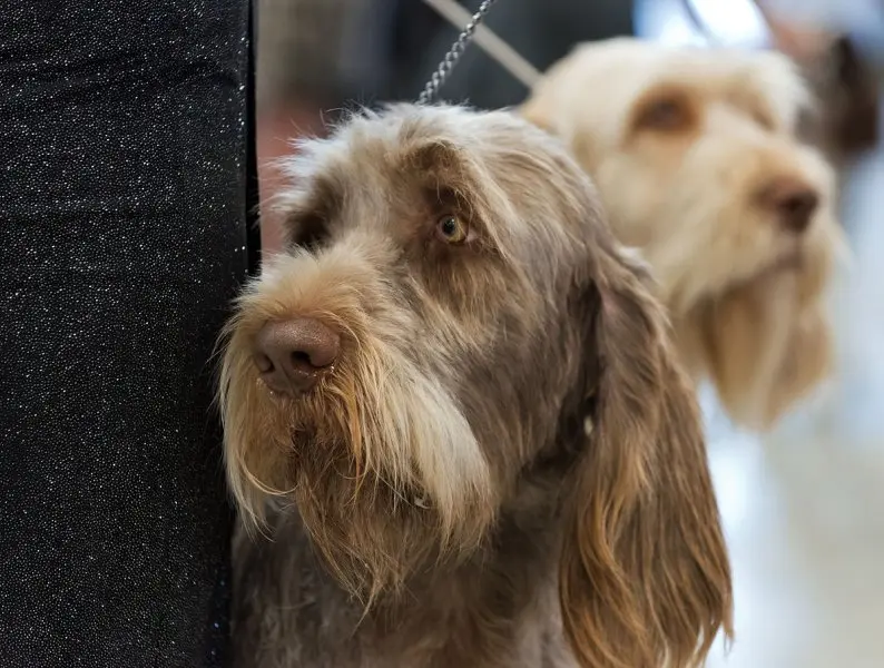 Hình ảnh chó Spinone Italiano ấn tượng 5