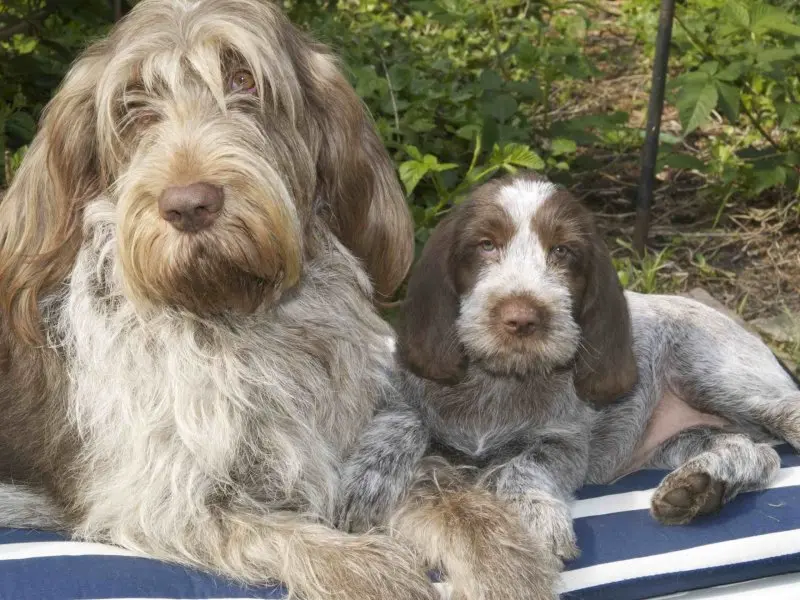 Hình ảnh chó Spinone Italiano ấn tượng 6