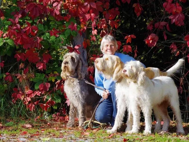 Hình ảnh chó Spinone Italiano ấn tượng 8