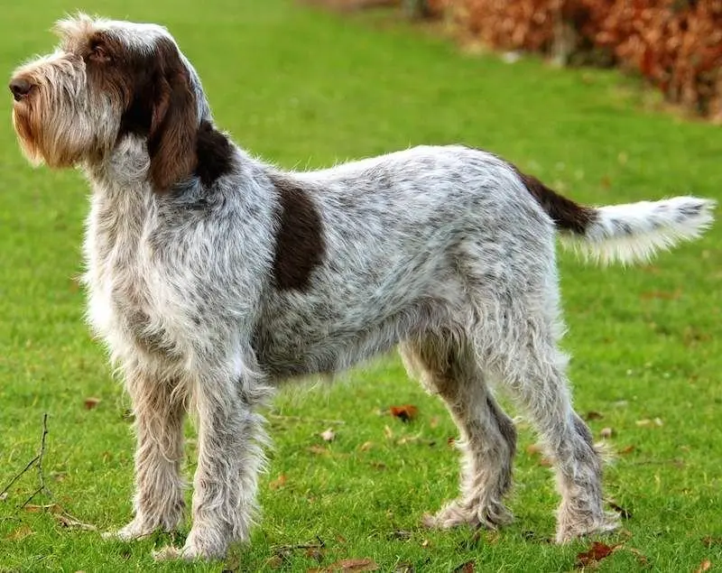 Hình ảnh chó Spinone Italiano ấn tượng 9