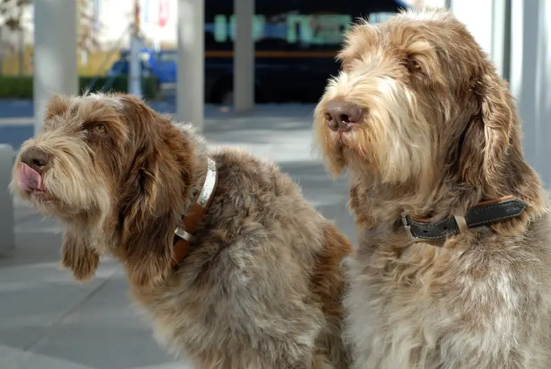 Hình ảnh chó Spinone Italiano ấn tượng 10