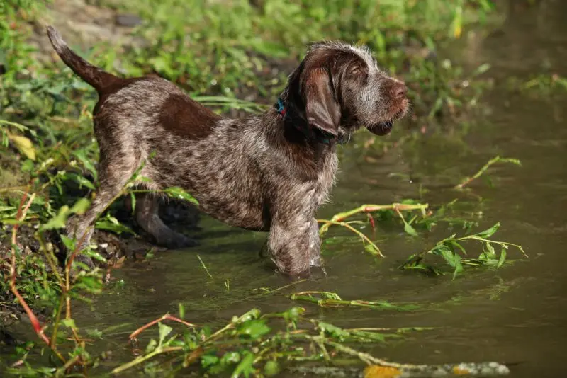 Hình ảnh chó Spinone Italiano ấn tượng 11