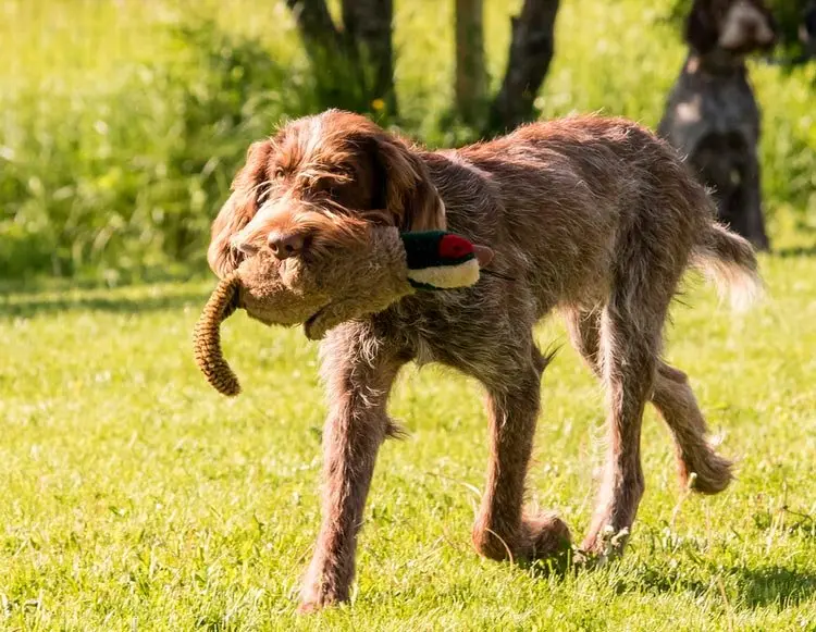 Hình ảnh chó Spinone Italiano ấn tượng 12