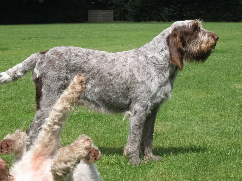 Hình ảnh chó Spinone Italiano ấn tượng 13