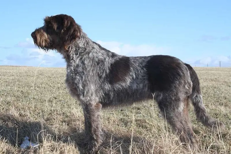 Hình ảnh chó Spinone Italiano ấn tượng 14