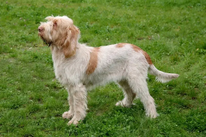 Hình ảnh chó Spinone Italiano ấn tượng 15