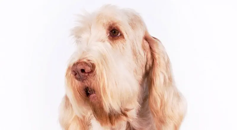 Hình ảnh chó Spinone Italiano ấn tượng 16