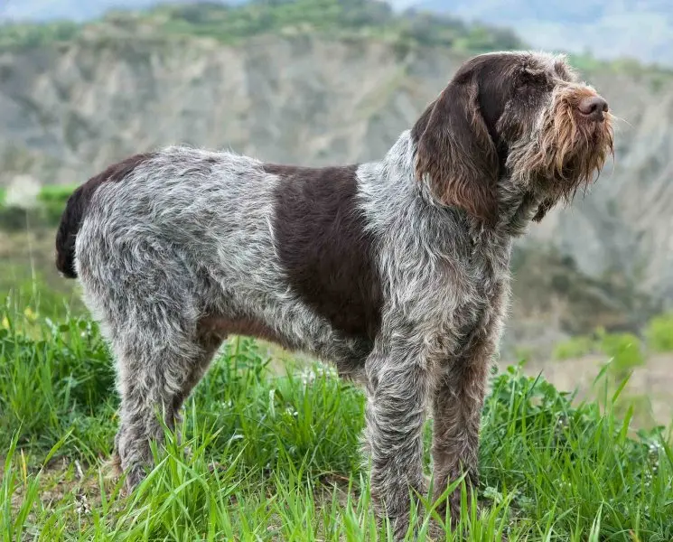 Hình ảnh chó Spinone Italiano ấn tượng 17