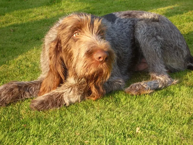 Hình ảnh chó Spinone Italiano ấn tượng 18