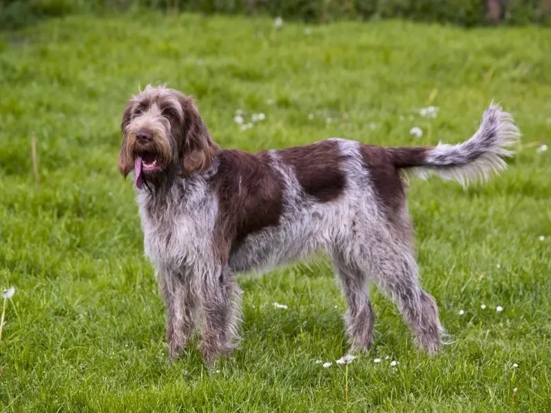 Hình ảnh chó Spinone Italiano ấn tượng 19