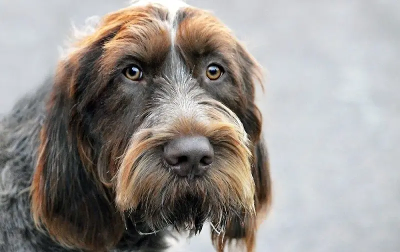 Hình ảnh chó Spinone Italiano ấn tượng 20