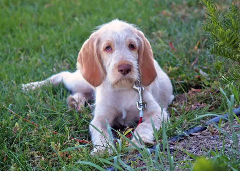 Hình ảnh chó Spinone Italiano ấn tượng 21