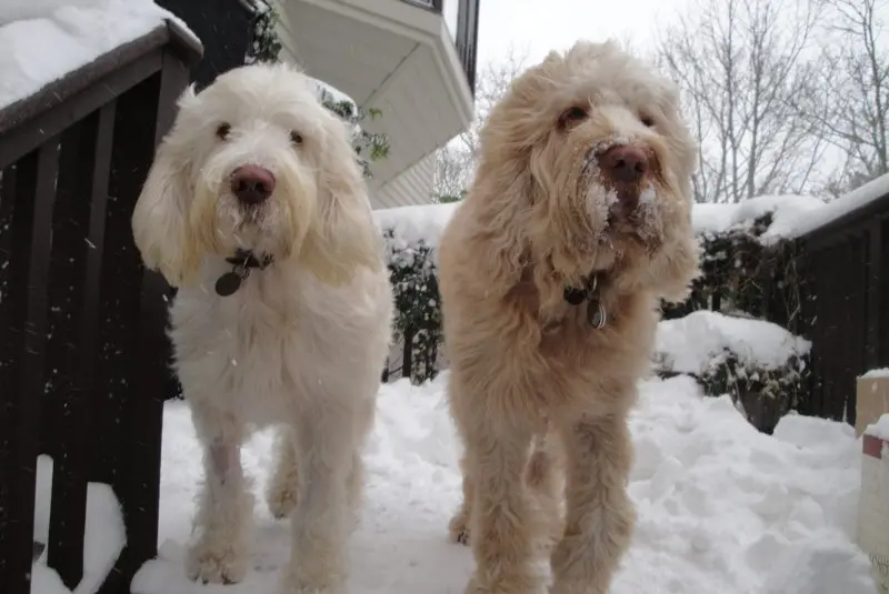 Hình ảnh chó Spinone Italiano ấn tượng 22