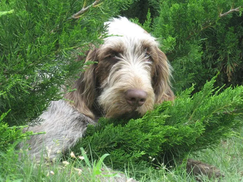 Hình ảnh chó Spinone Italiano ấn tượng 23