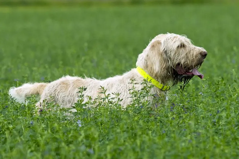 Hình ảnh chó Spinone Italiano ấn tượng 24