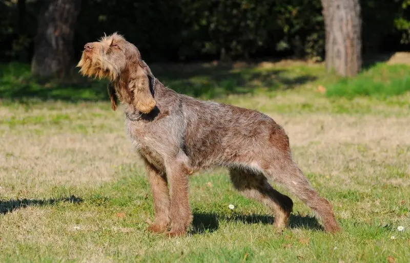 Hình ảnh chó Spinone Italiano ấn tượng 25